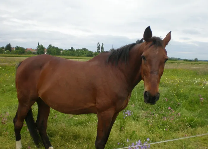 Tara Гостевой дом